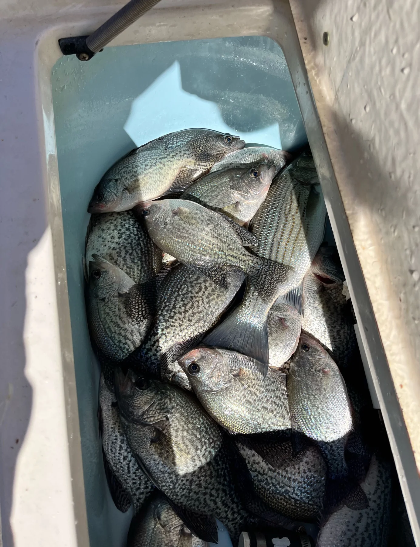 Crappie fishing report on Clarks Hill Lake