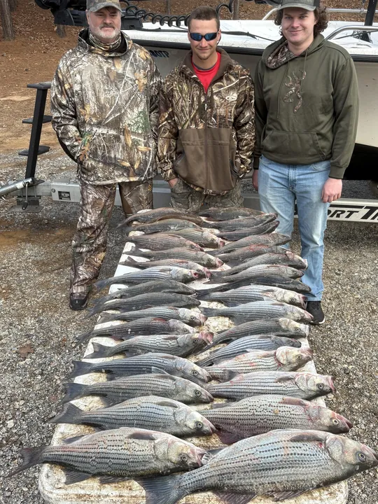 Incredible striped bass haul from Clarks Hill Lake!