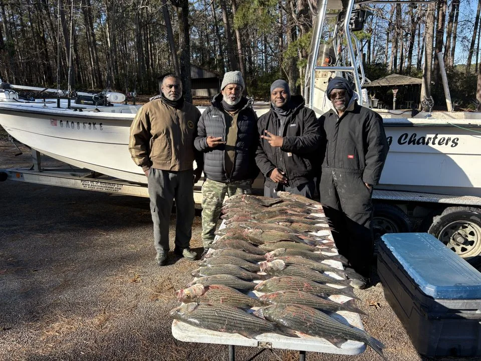 Striped Bass fishing report on Clarks Hill Lake
