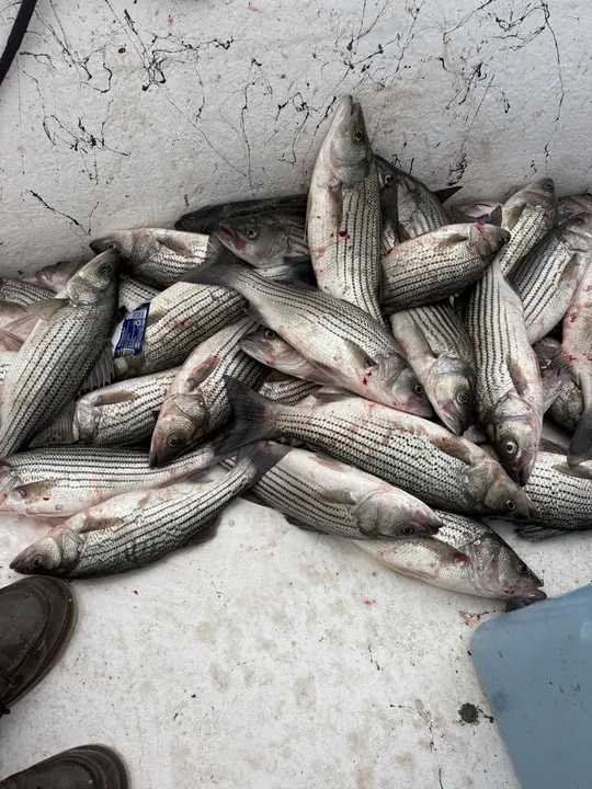 A large striped bass catch from Clarks Hill Lake