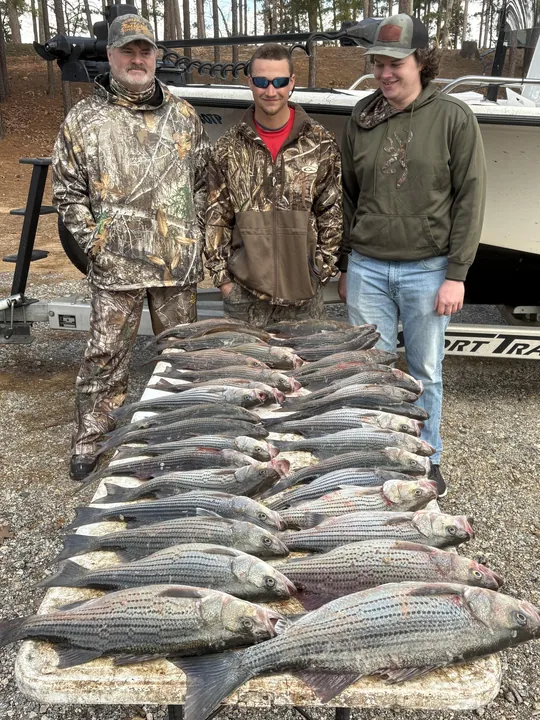 Impressive striped bass haul from Clarks Hill Lake!