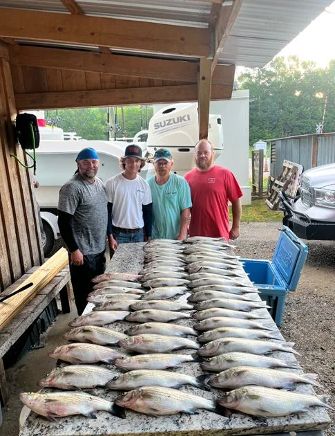 Striped Bass fishing report on Clarks Hill Lake