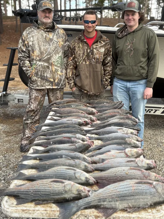 Impressive striped bass haul from Clarks Hill Lake!