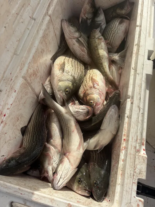 A cooler filled with a large catch of bass