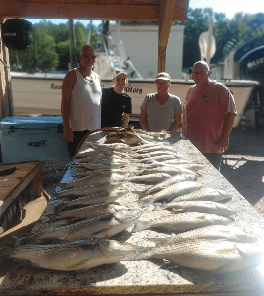 Striped bass caught on Clarks Hill Lake during summer